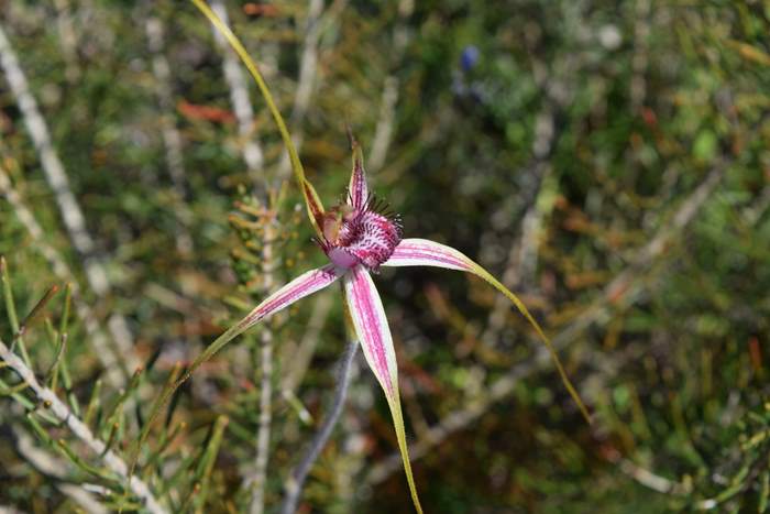 Caladenia - Orchid-Badgingarra-Vern-Westbrook-walk-Sep-2018p0004.JPG